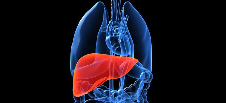 ការថែទាំថ្លើម